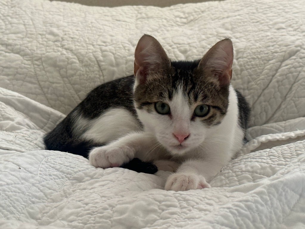 Tostito Prospect