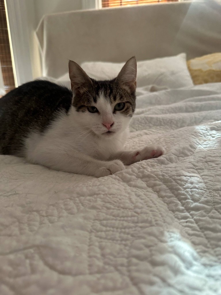 Tostito Prospect
