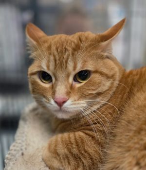 Leo, Adult Male unknown