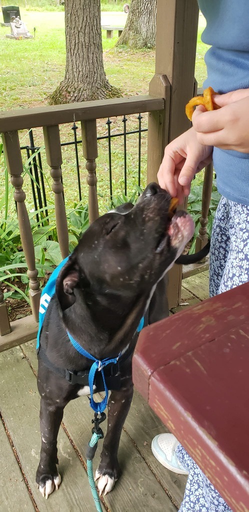 Johnny Ramone thumbnail 4