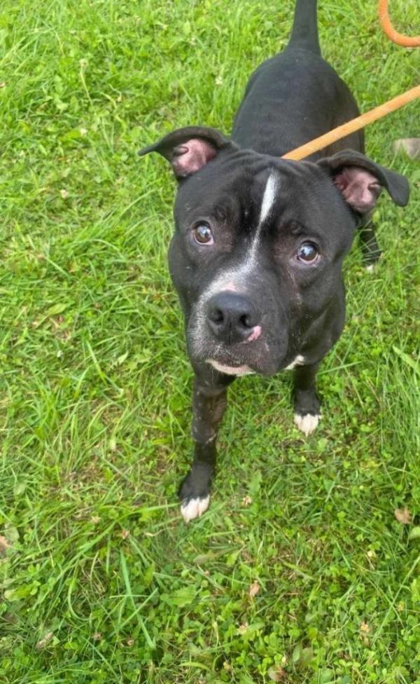 Johnny Ramone thumbnail 6