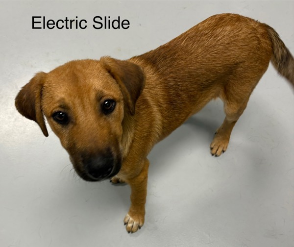 Electric Slide