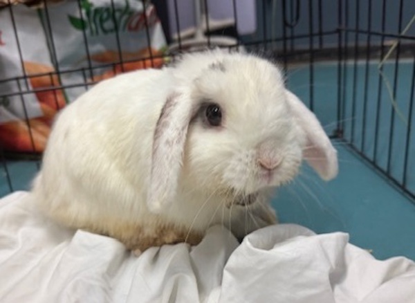 Bunny Eilish