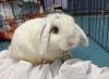 Bunny Eilish photo 1