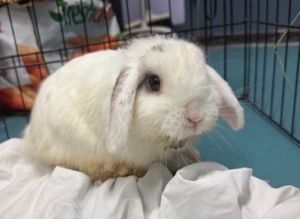 Bunny Eilish, Adult Female unknown