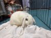 Bunny Eilish photo 4