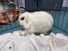 Bunny Eilish photo 5