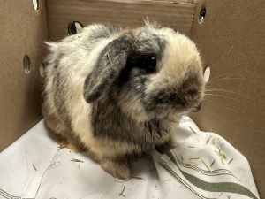 Bunny B, Adult Male unknown