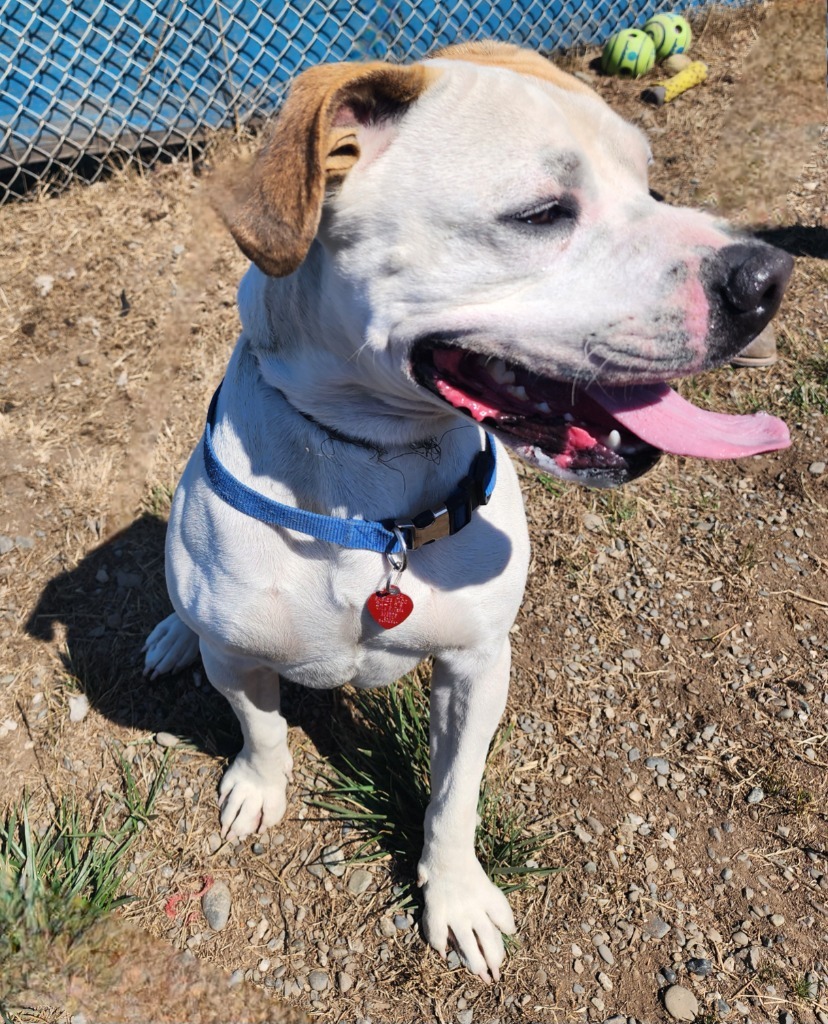 Bruce, an adoptable American Bulldog in Gold Beach, OR, 97444 | Photo Image 1