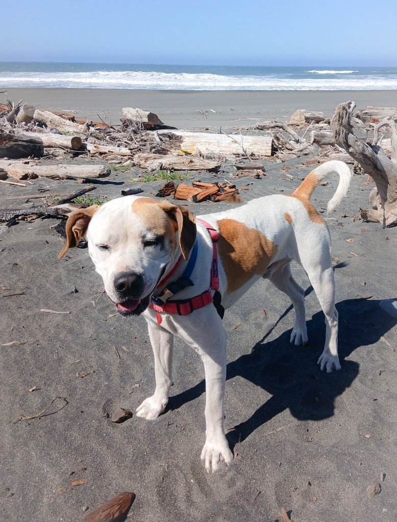 Bruce, an adoptable American Bulldog in Gold Beach, OR, 97444 | Photo Image 1