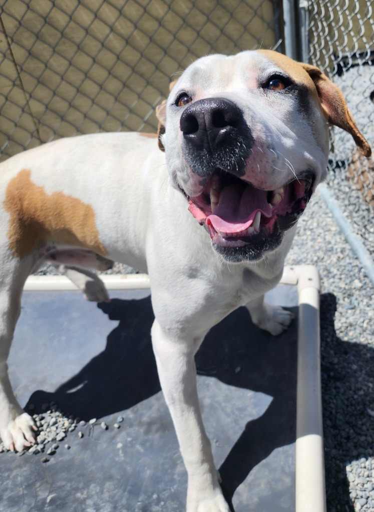 Bruce, an adoptable American Bulldog in Gold Beach, OR, 97444 | Photo Image 2