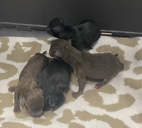 Nc Rolling Cage 4 Pups