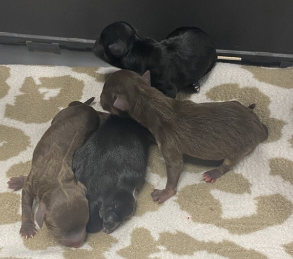 Nc Rolling Cage 4 Pups