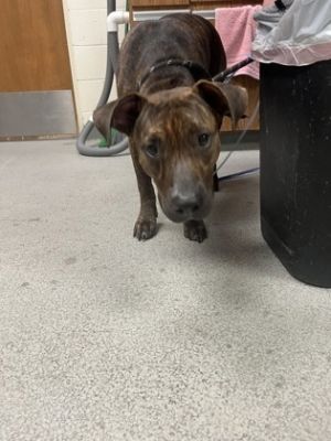 Hallie, Adult Female unknown