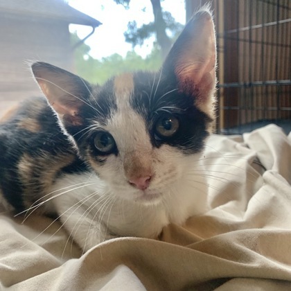 Calipurrnia