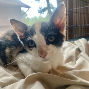 Calipurrnia, Baby Female unknown