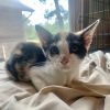 Calipurrnia photo 2