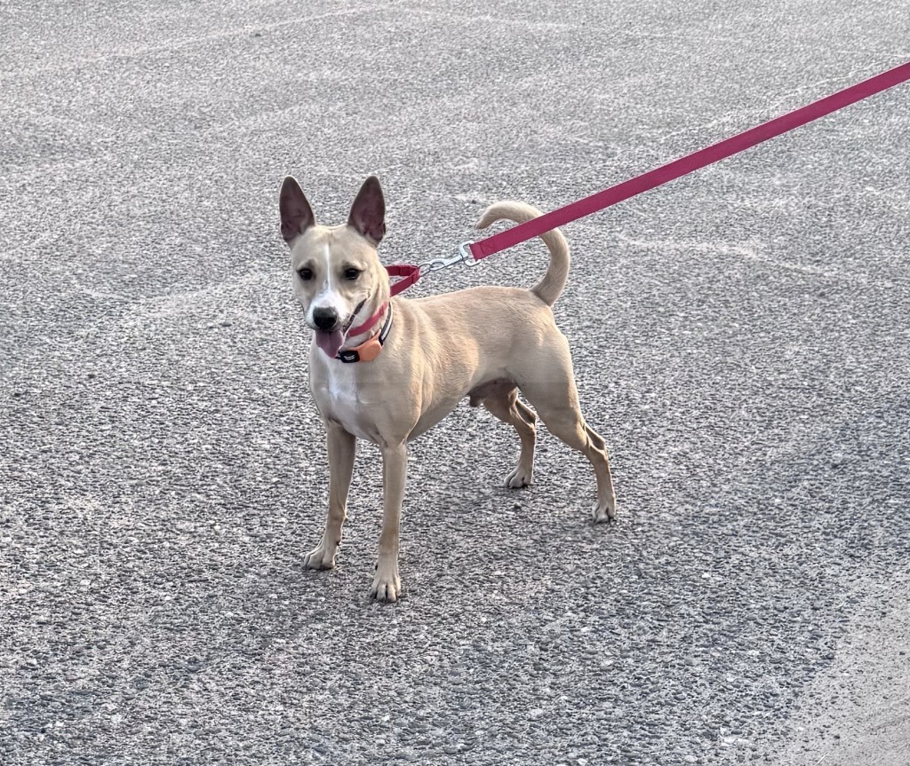 Dodger, an adoptable Corgi, Mixed Breed in Crandon, WI, 54520 | Photo Image 1