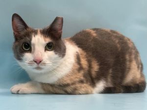 Angel, Senior Female unknown