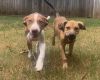 DESPERATE for Foster Home for 2 Puppies! photo 2