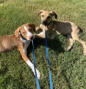 Howie and Kaysar - Beagle/Lab Puppies!, Baby Male unknown