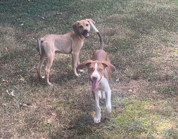 Howie And Kaysar  thumbnail 3