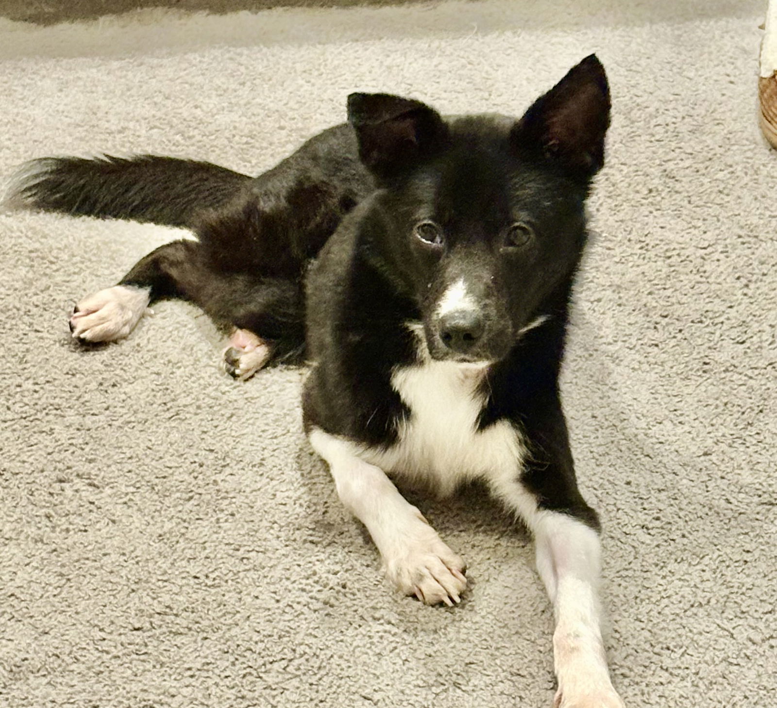 Peeta