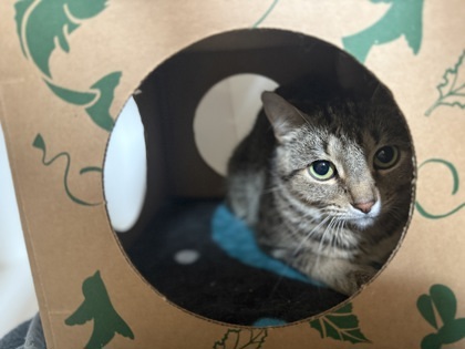 Pepper, an adoptable Domestic Short Hair in Harbor Springs, MI, 49740 | Photo Image 1