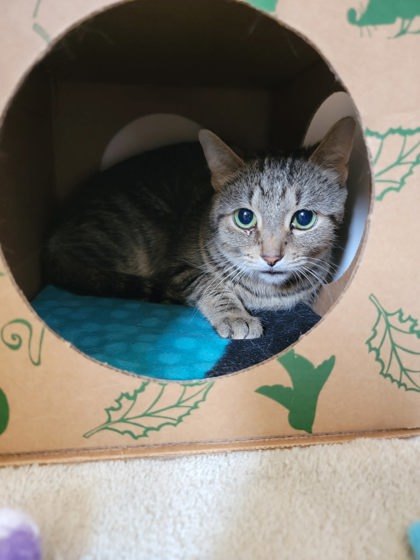 Pepper, an adoptable Domestic Short Hair in Harbor Springs, MI, 49740 | Photo Image 2