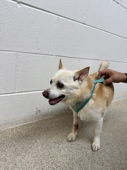 Chico, an adoptable Chihuahua, Mixed Breed in Harbor Springs, MI, 49740 | Photo Image 1