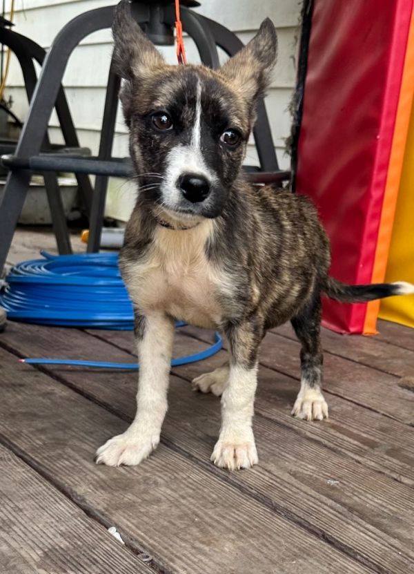 Pippa