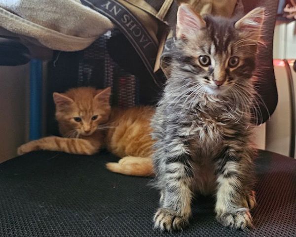 Lint And Zero Bonded