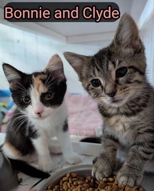 Bonnie And Clyde Bonded