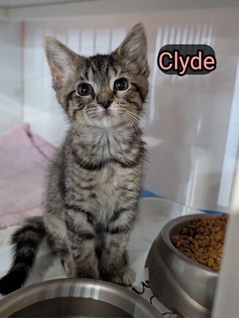 Bonnie And Clyde Bonded thumbnail 2