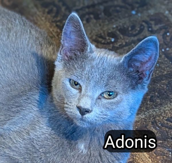 Adonis thumbnail 2