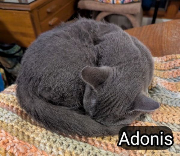 Adonis thumbnail 3
