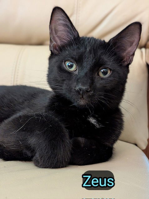 Zeus