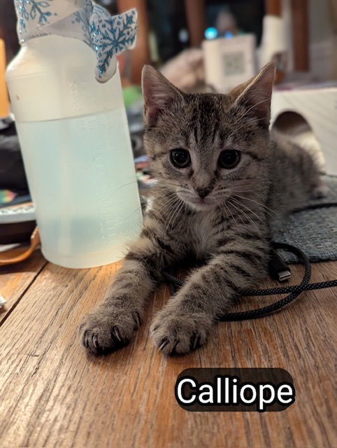 Calliope thumbnail 2