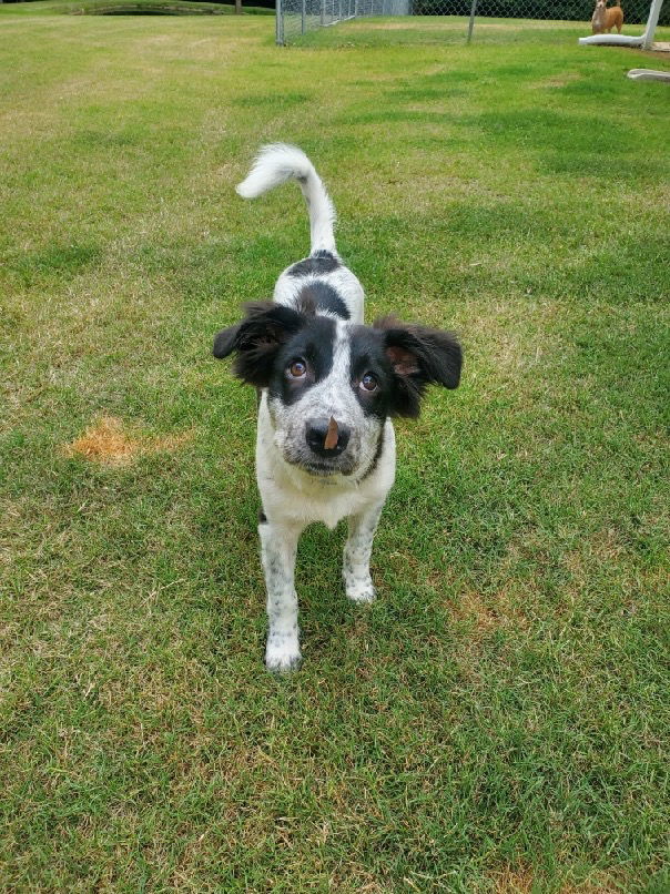 BANDIT