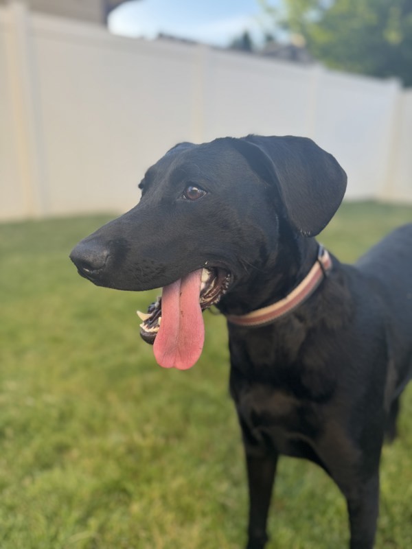 Scout