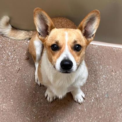 Chico
