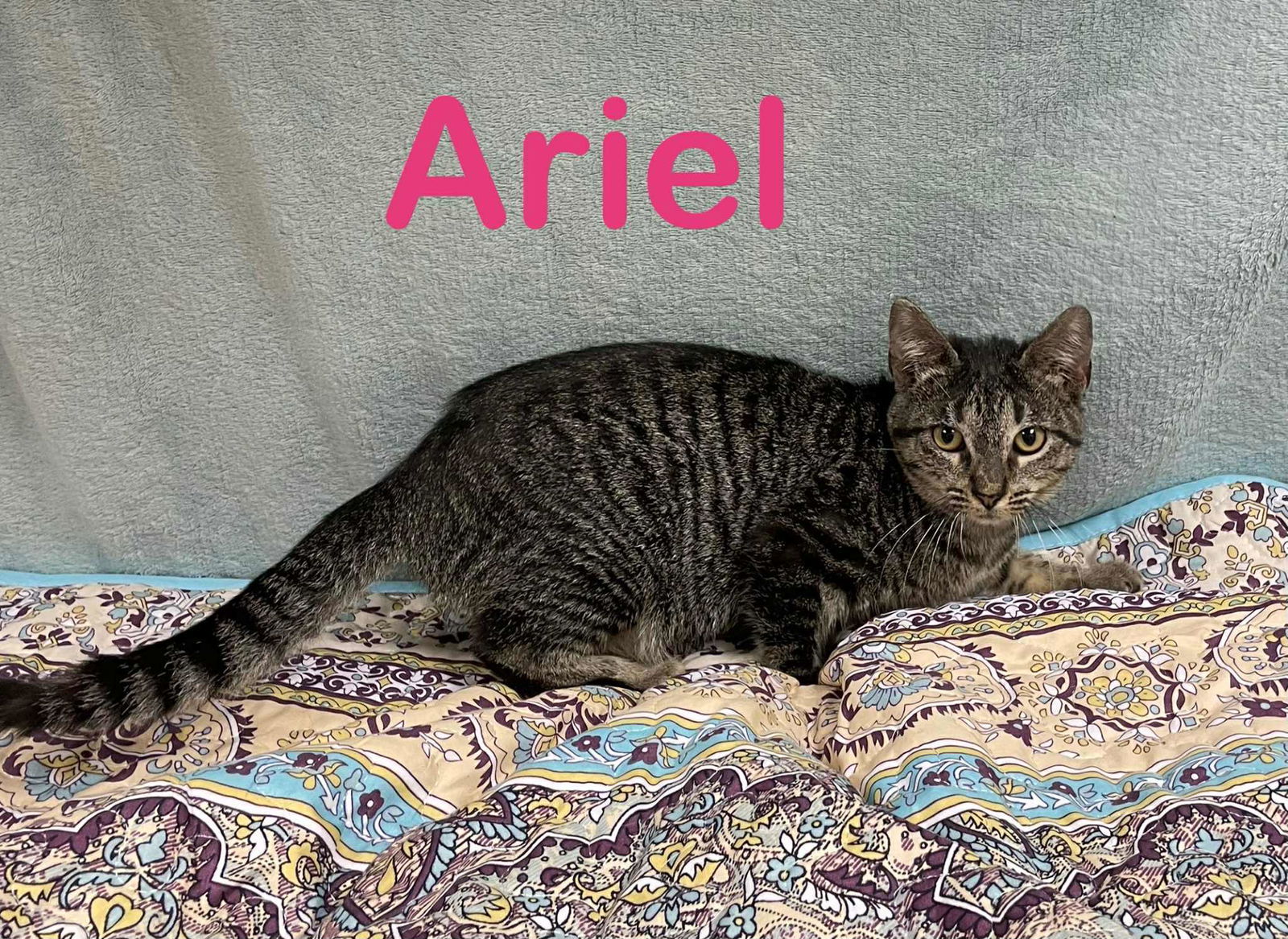 Ariel