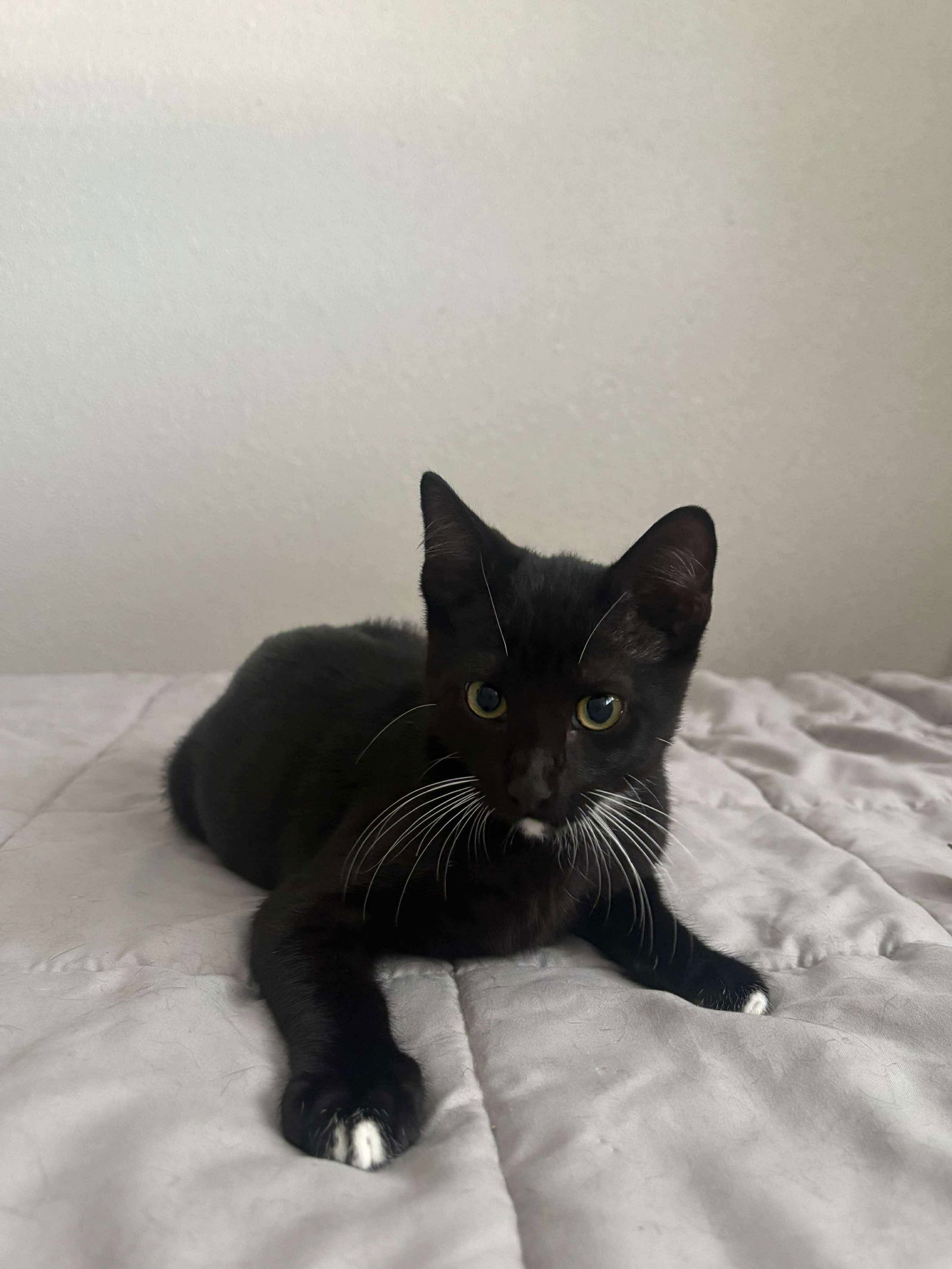 Toothless