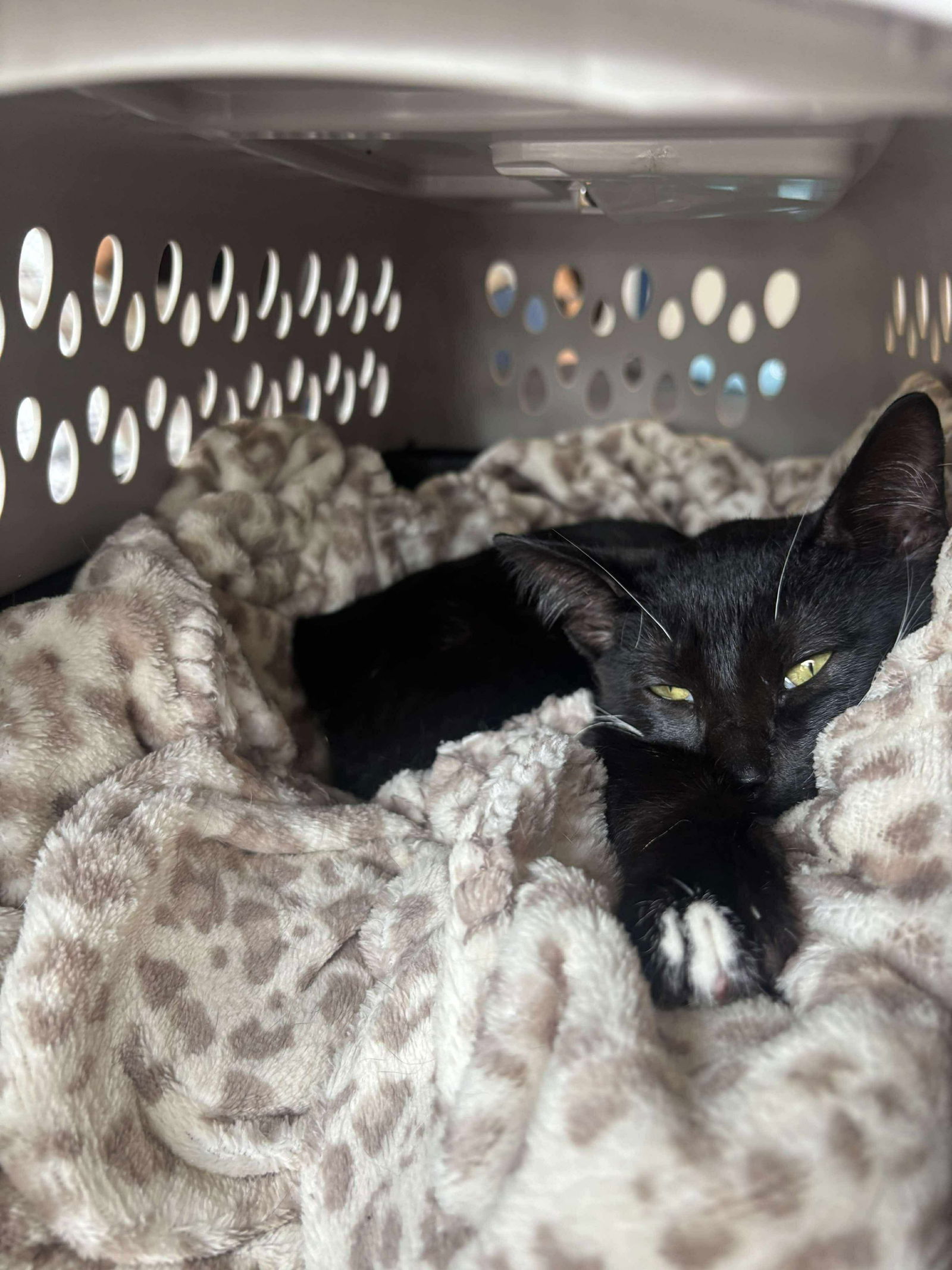 Toothless