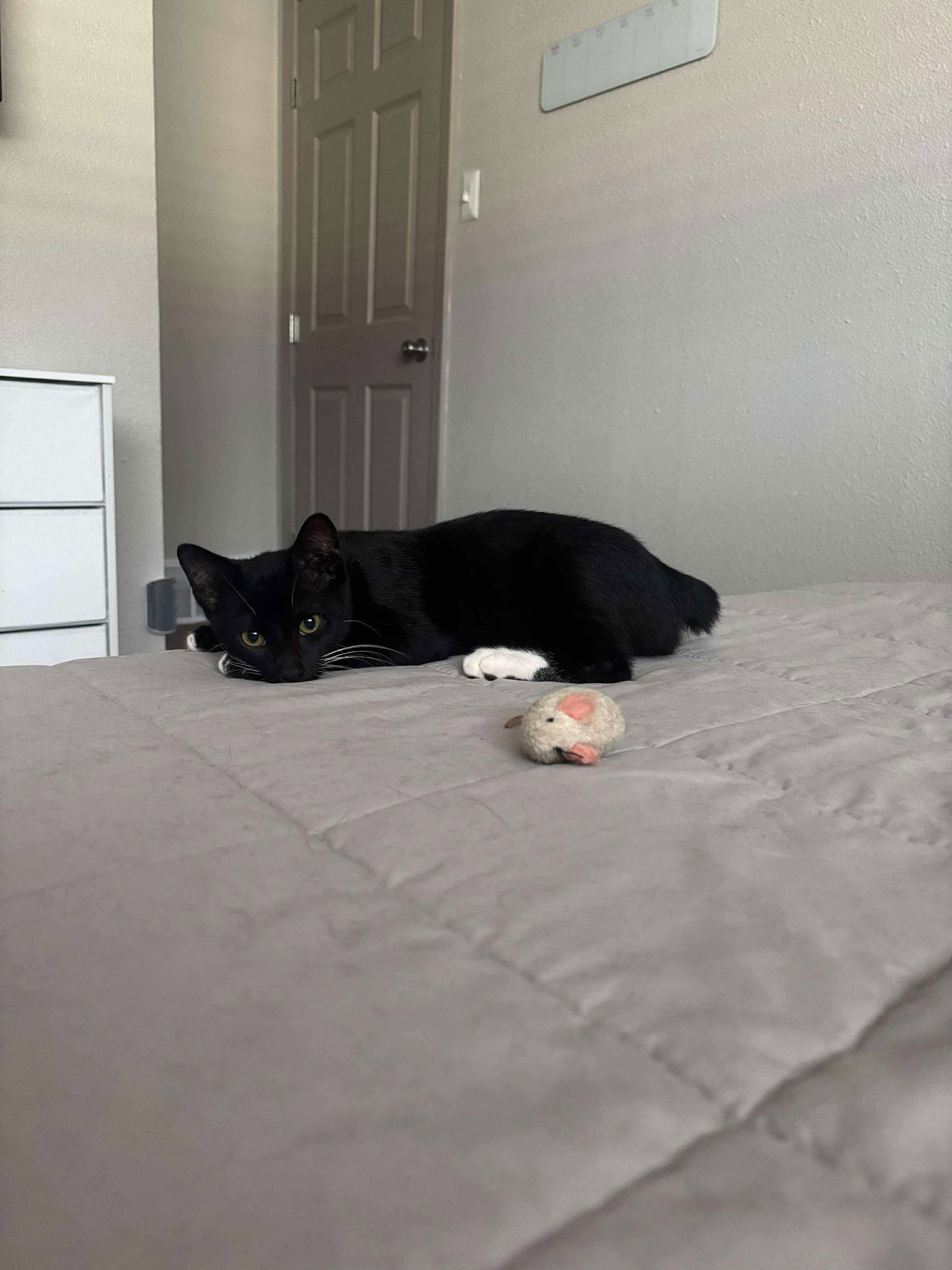 Toothless