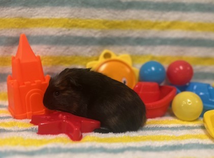 Licorice