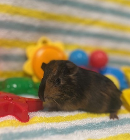 Chocolate
