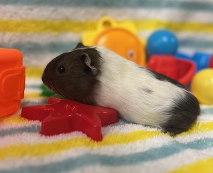 Oreo
