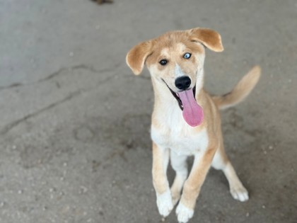 Tobi