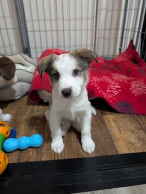 Crumpet, Baby Male unknown